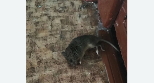 Дезинфекция от мышей в Северобайкальске