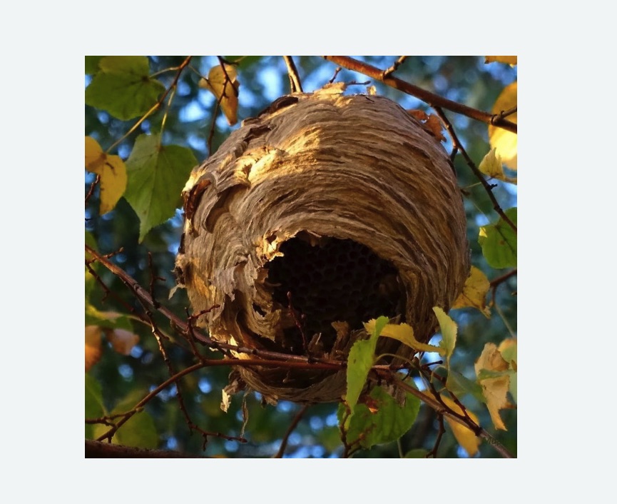 Обработка от шершней в Северобайкальске