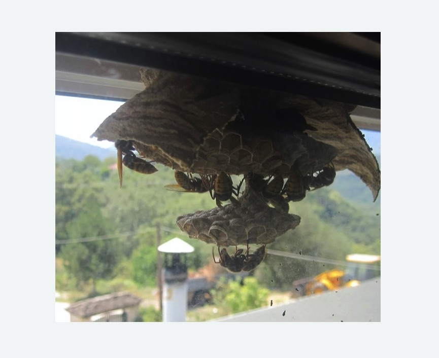 Уничтожение гнёзд шершней в Северобайкальске