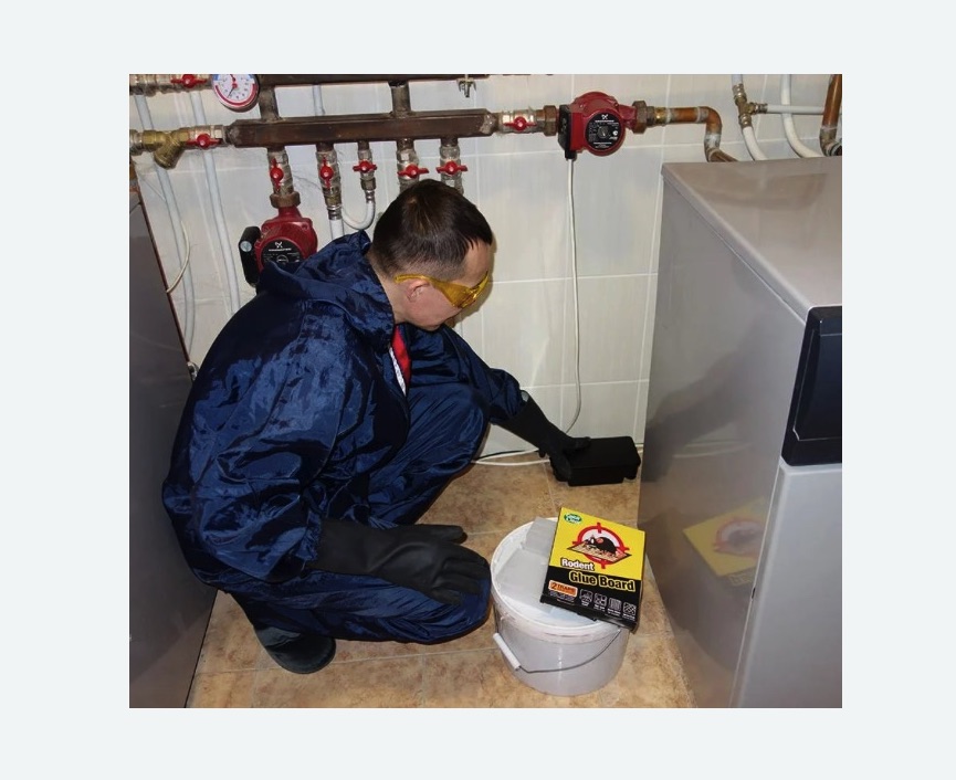 Уничтожение крыс в Северобайкальске