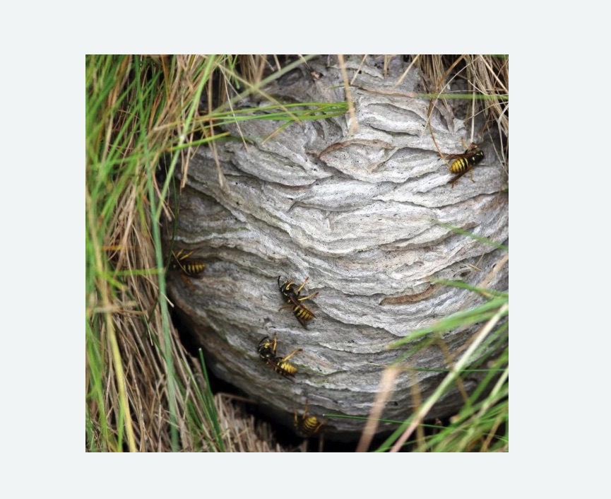 Уничтожение ос и ульев в Северобайкальске